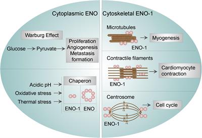 When Place Matters: Shuttling of Enolase-1 Across Cellular Compartments